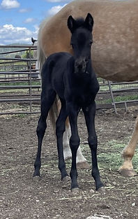 Ami's 26 filly front.jpeg