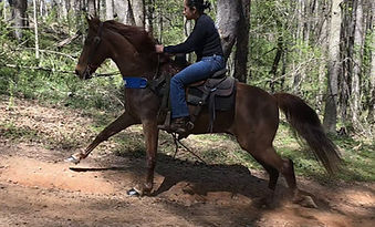 Oakley canter.jpg