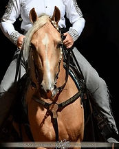 Cowgirl HFshow.jpg