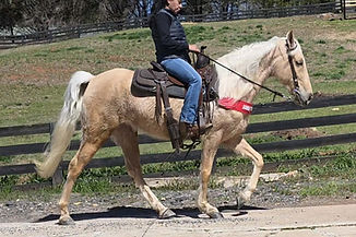 Cowgirl gt drvy J.jpg
