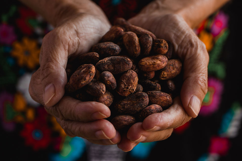 Cacao Beans In Hands