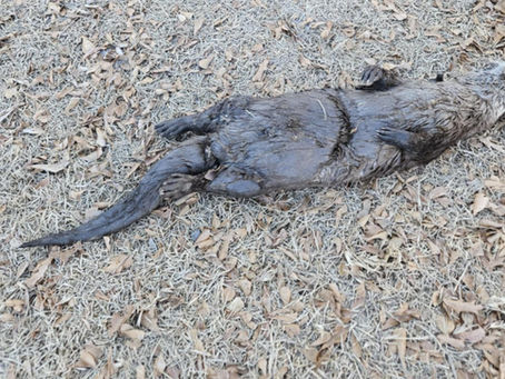 Pond Management: Otters