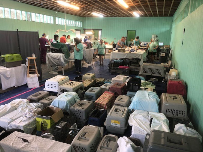 Cats Intake Sunday.jpg