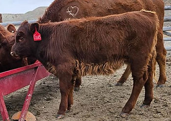 Gus lil Older_edited.jpg