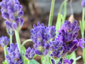 Lavender Skin Care Benefits