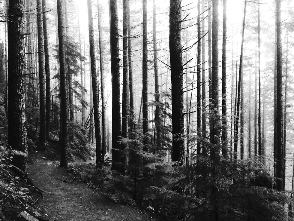Forest%20Path_edited.jpg