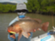 cairns fishing adventures, fishing charters cairns, Queensland, Australia, Mangrove Jack cairns fishing charters.JP
