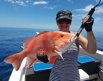 A quality Red Emperor from the Great Barrier Reef