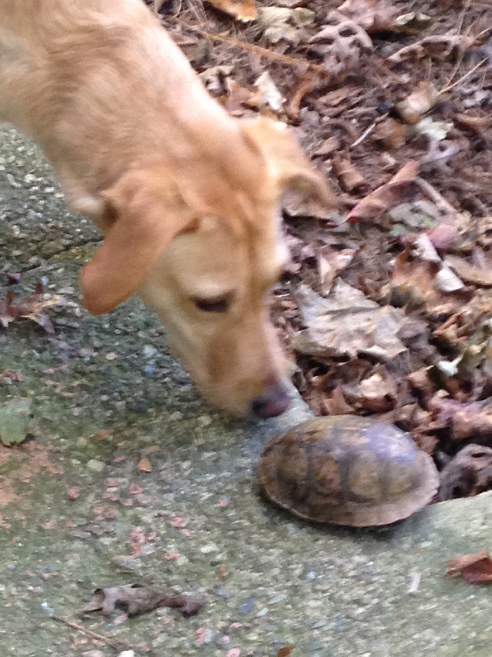 Jazz @ www.twokitchencollision.com