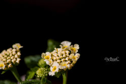 Naturaleza (124)