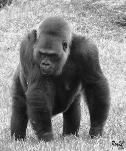 Animales (130)