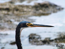 Animales (59)