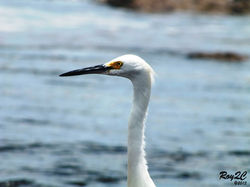 Animales (58)