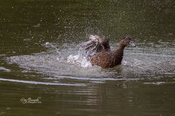 Animales (75)