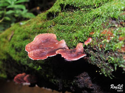 Naturaleza (5)