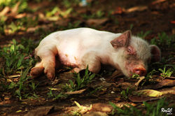 Animales (104)