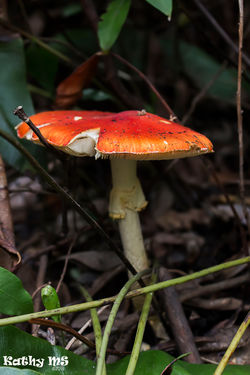 Naturaleza (91)