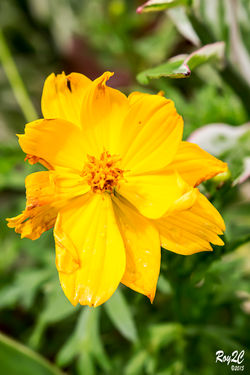 Naturaleza (113)