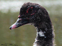 Animales (37)