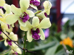 Naturaleza (66)