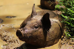 Animales (105)