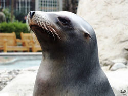 Animales (123)