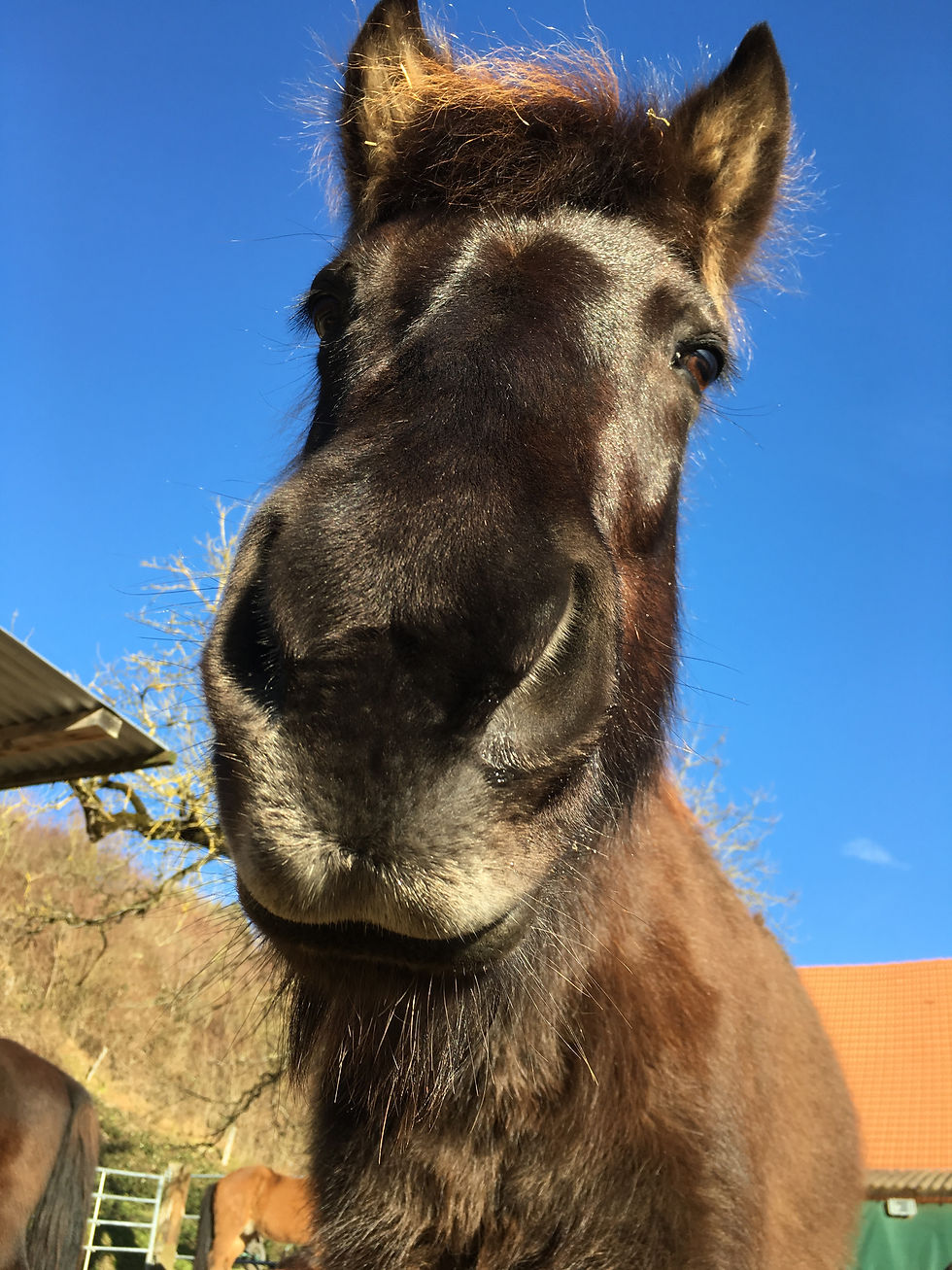 Weiterbildung Hippotherapie