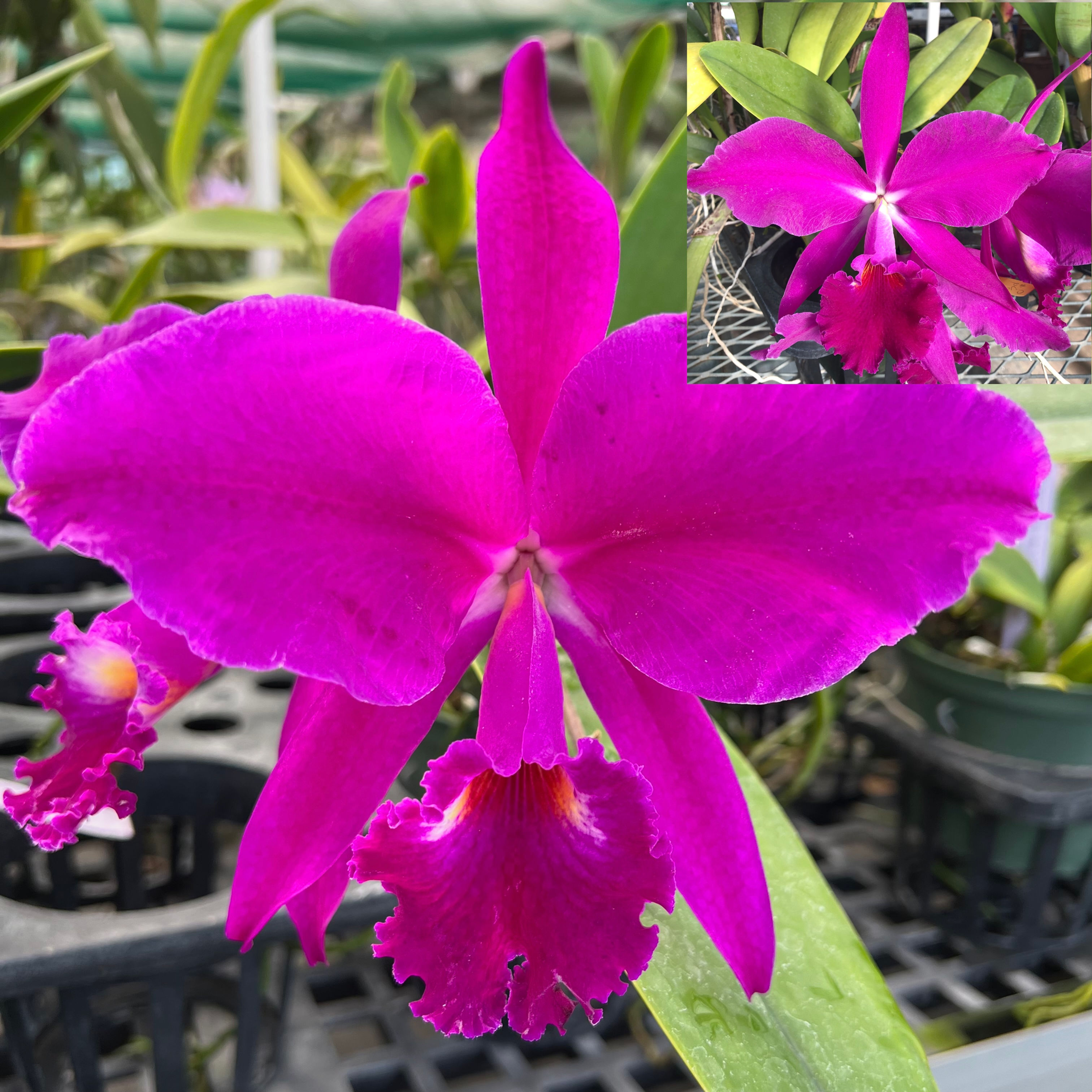 C. jenmanii rubra 'Pauwela' x C. jenmanii rubra 'Valley Isle'
