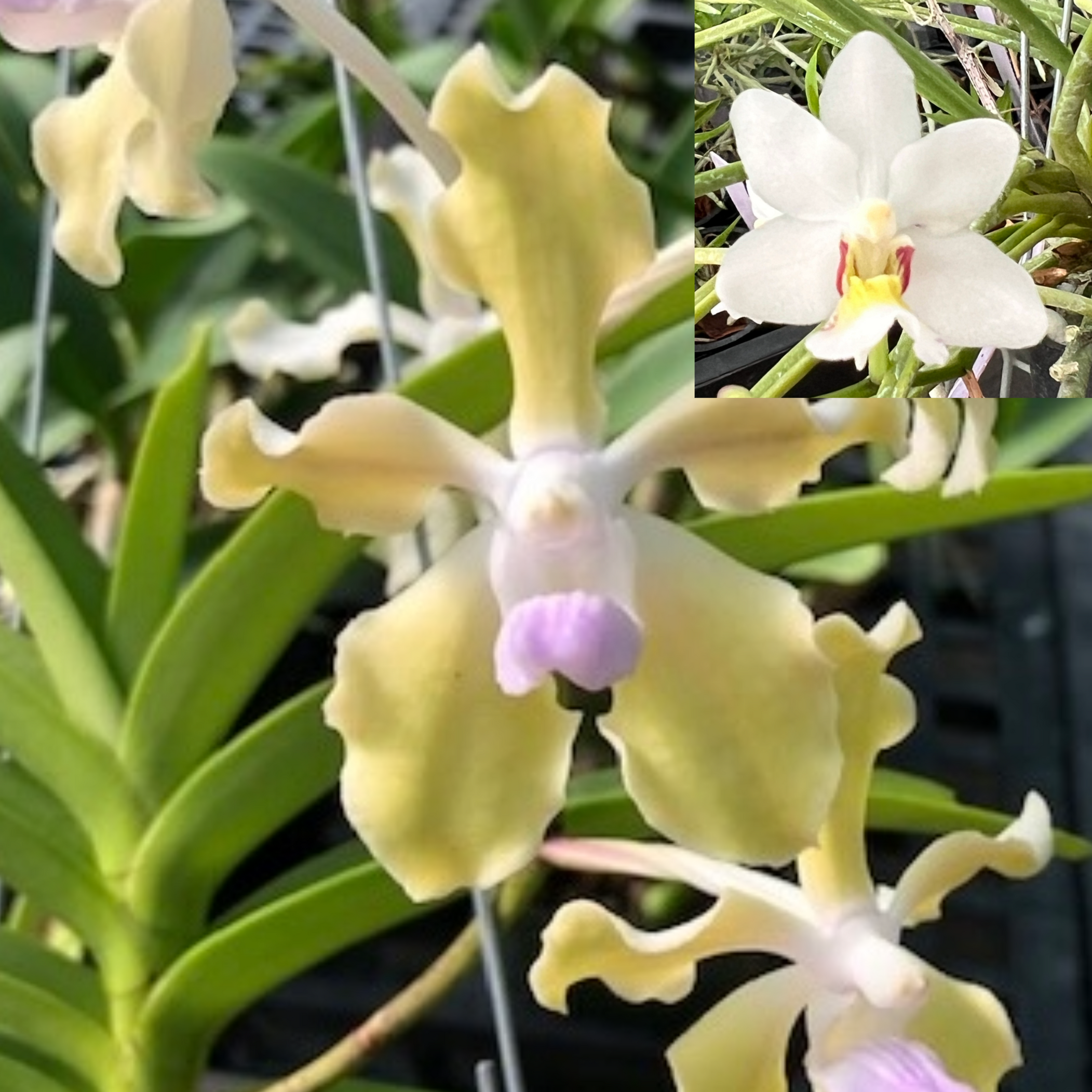 V. tessellata var. aurea x Holc. rupestre