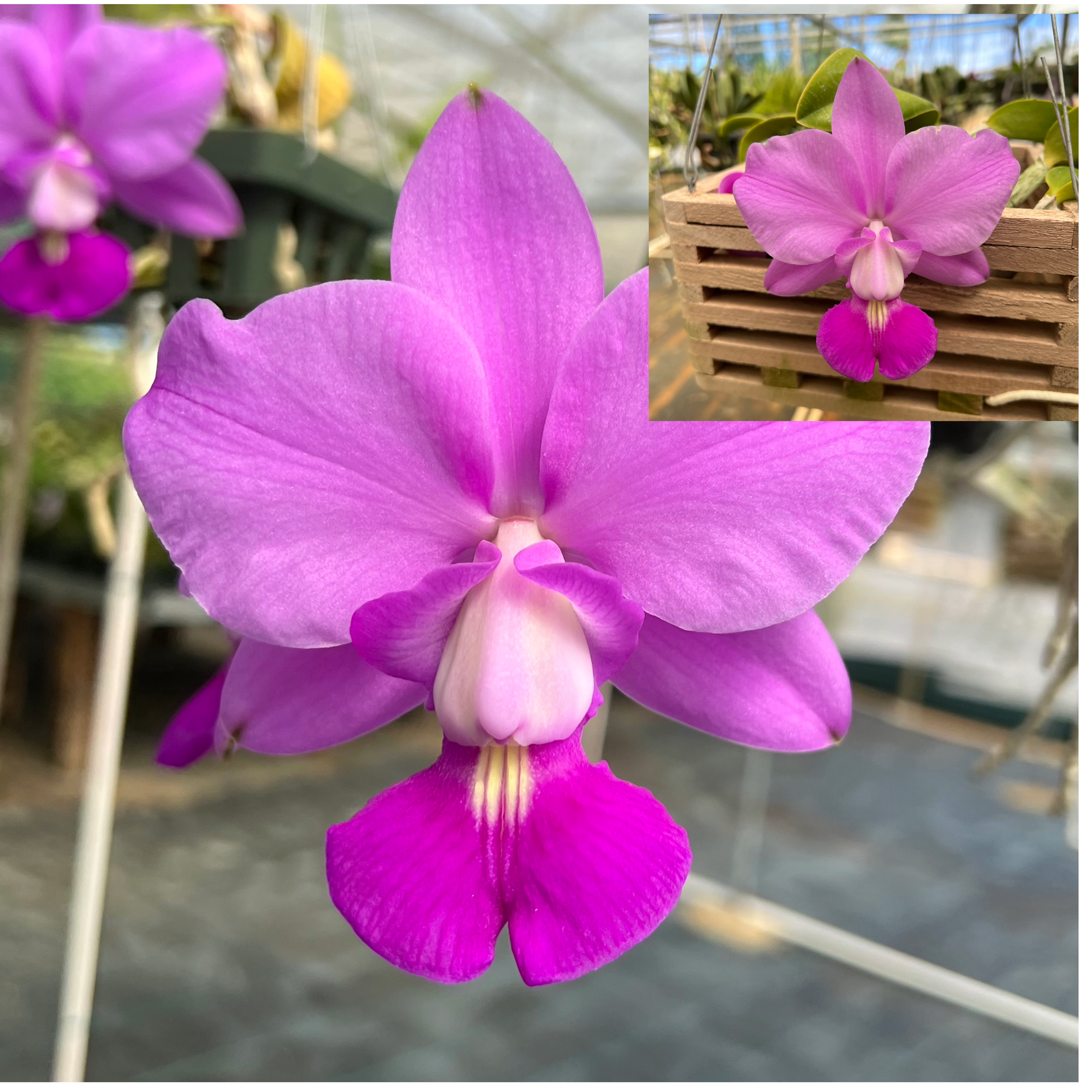 C. walkeriana 'The President' (4N) x C. walkeriana 'Haiku' (4N)