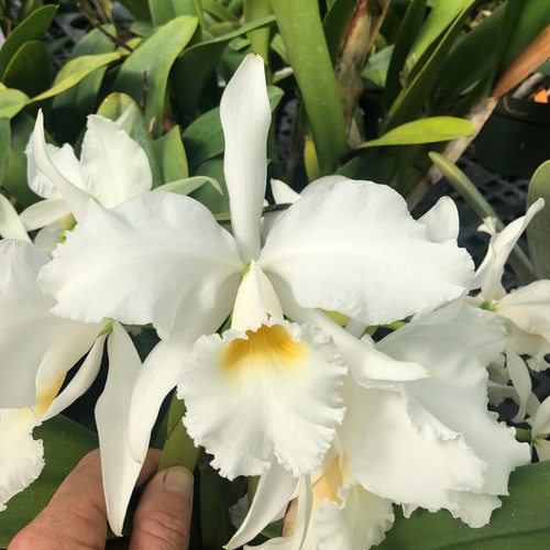 C. labiata var. alba 'Maui Sands' x self | Exotic Orchids Of Ma