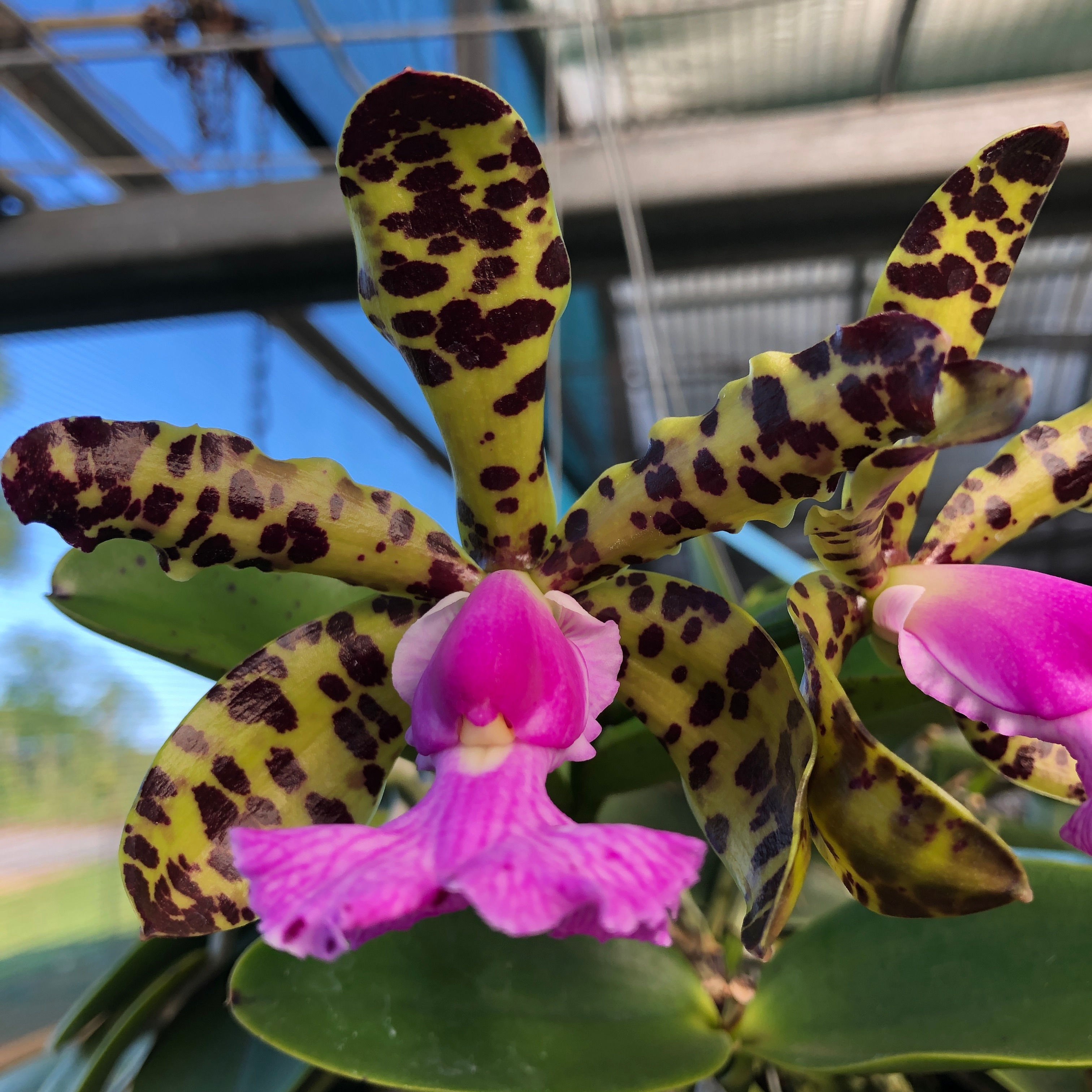 C. aclandiae 'Haiku Dream' x C. aclandiae 'Kathleen II' AM/AOS