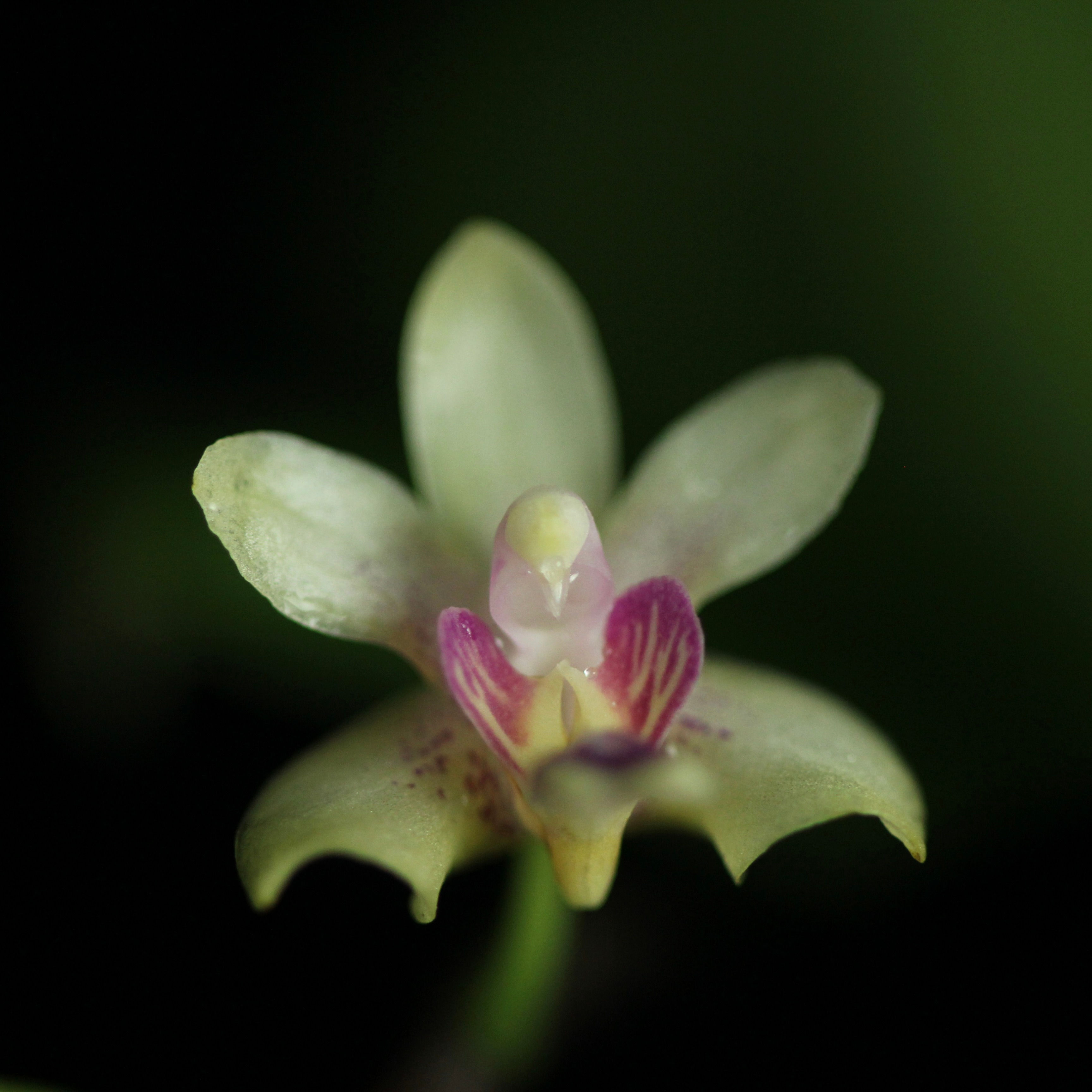 Kingidium hookerianae x sib