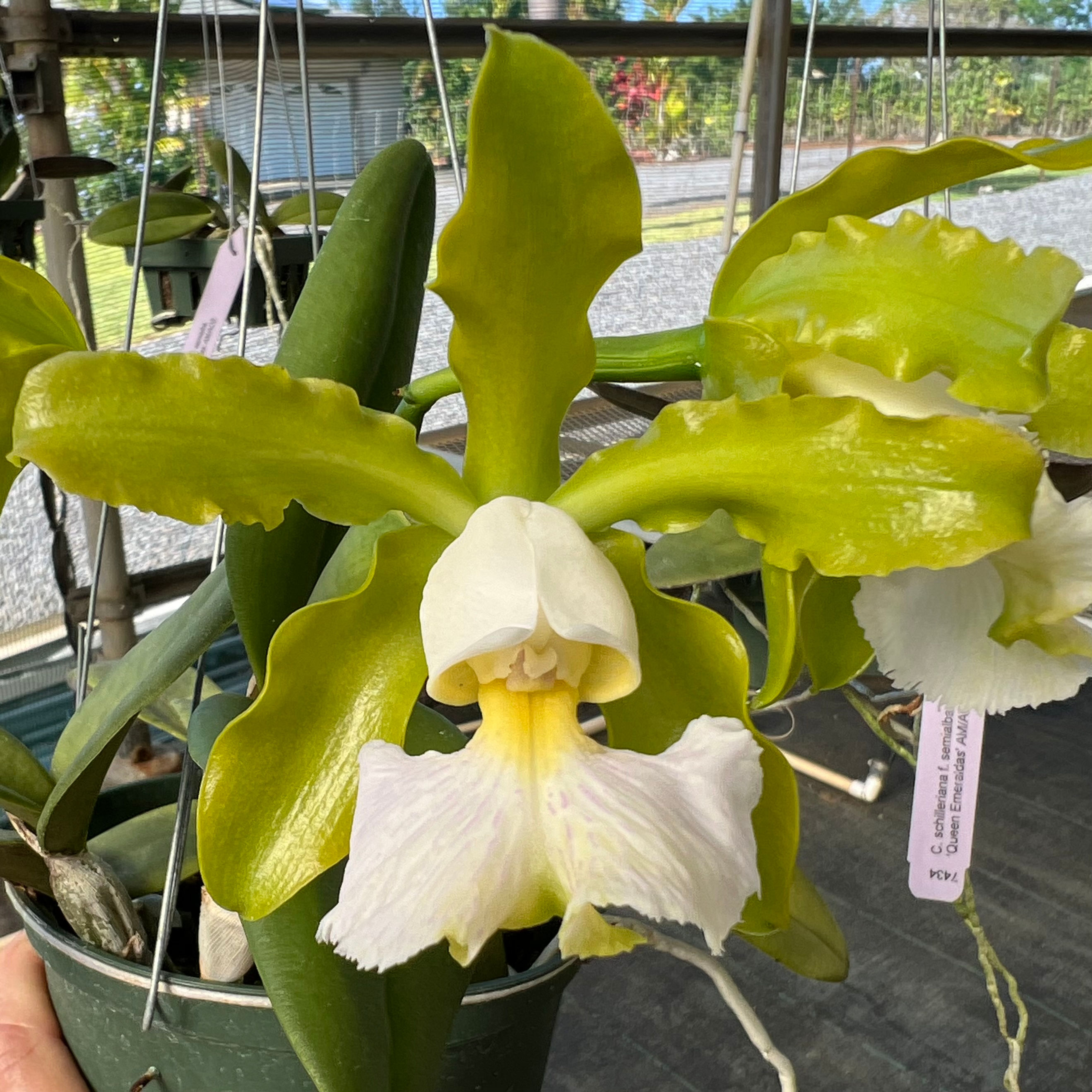 C. schilleriana albescens 'Pauwela' x self