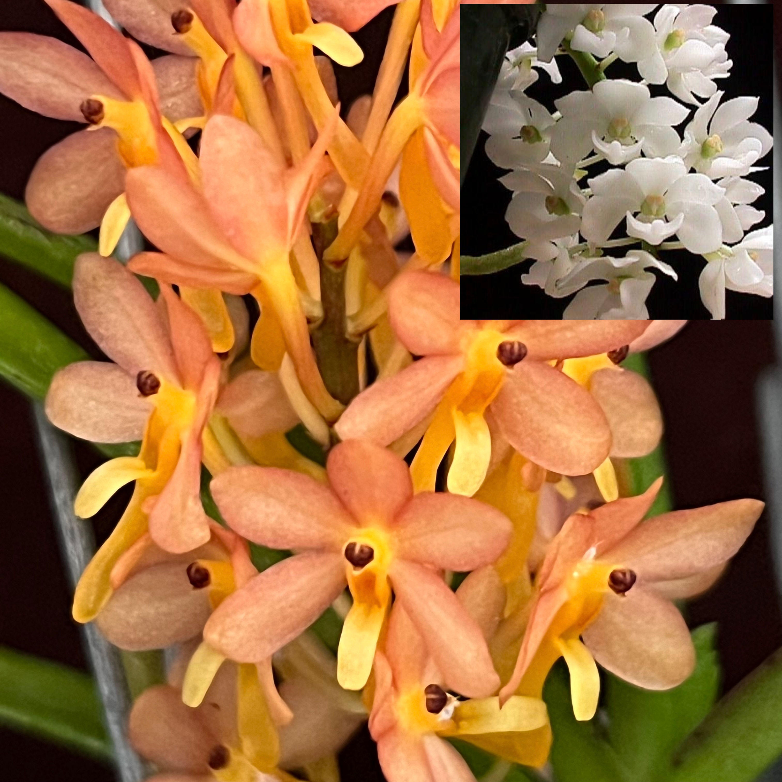 V. Tangerine Blush 'Orange Dot' x Rhy. gigantea alba