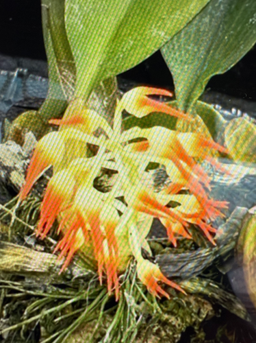 Bulb. flammuliferum