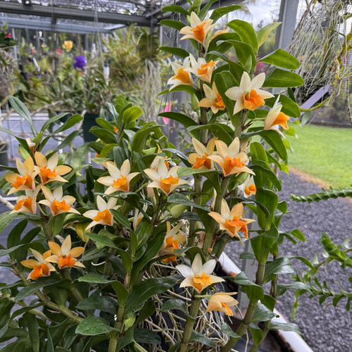 Miscellaneous Hybrids | Exotic Orchids Of Ma