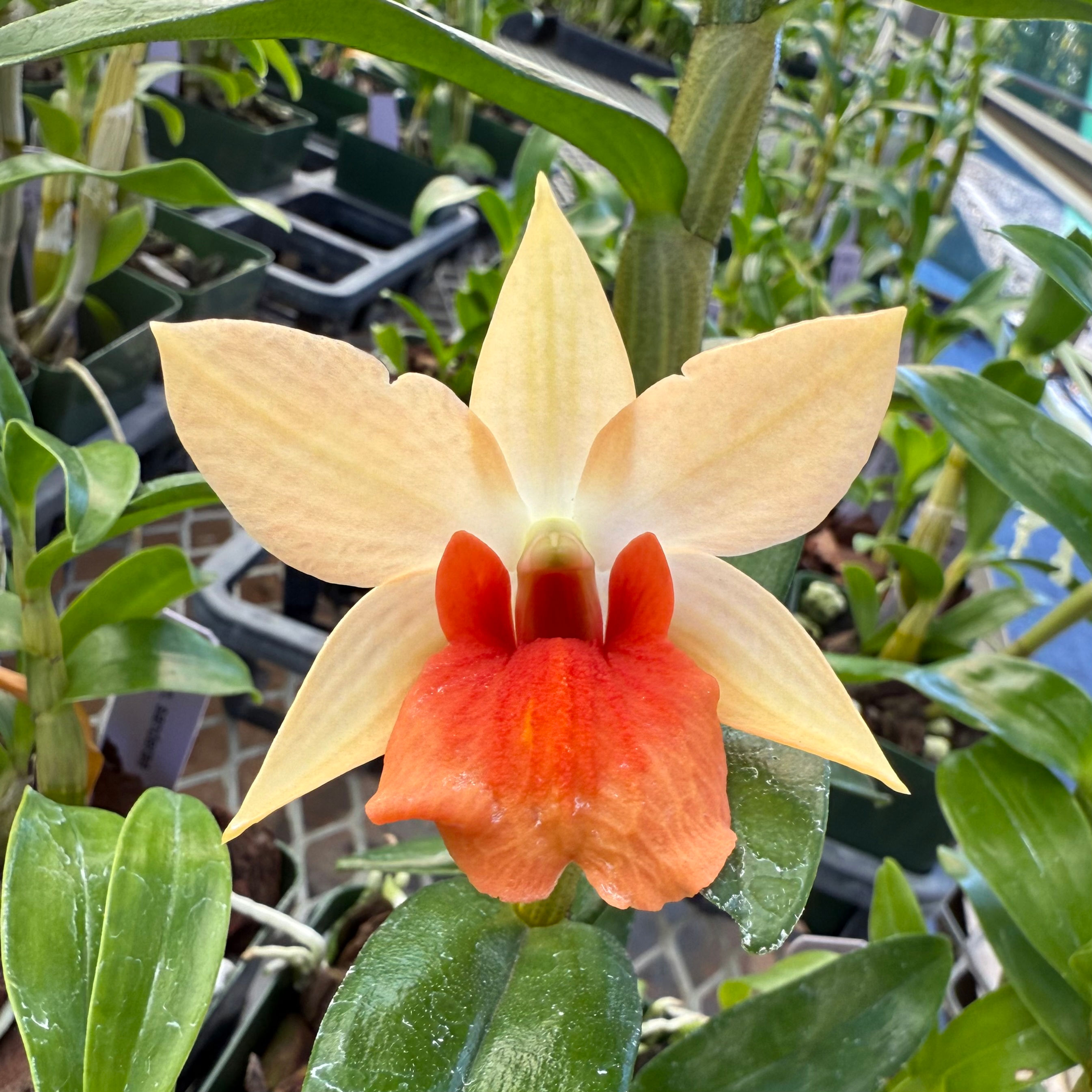 Den. Hsinying Frostymaree (Frosty Dawn x Dawn Maree)