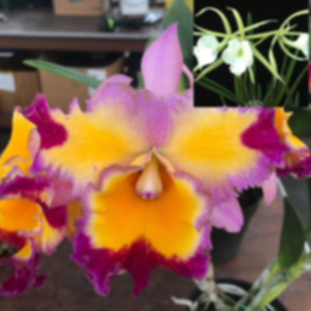 Rlc. Dick Smith 'Paradise' x B. nodosa 'Mas Mejor'