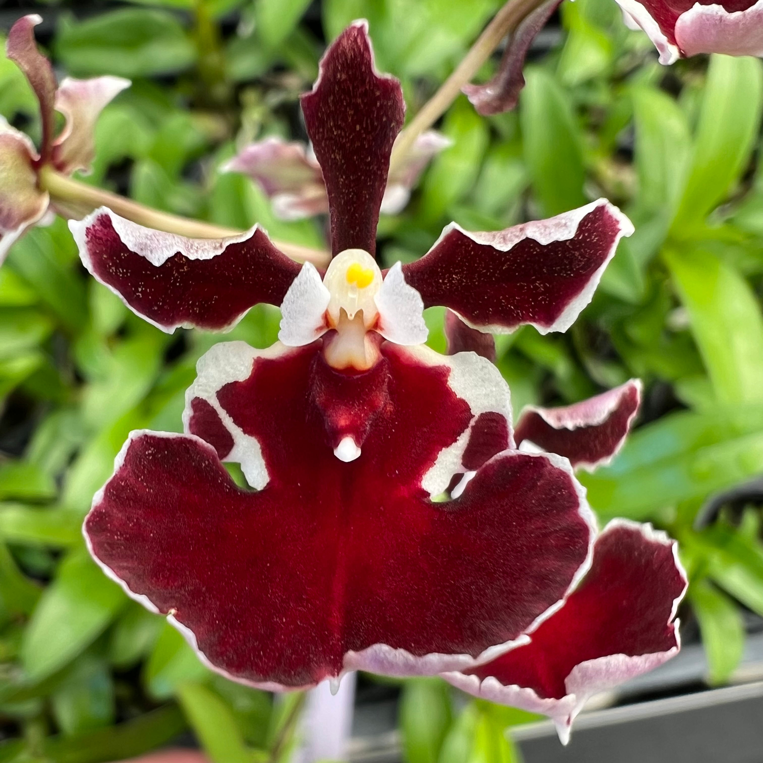 Tolu. (Black Ball x Jairak Firm) 'Red Devil'