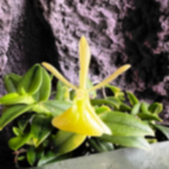 Epi. porpax  'Paauilo'