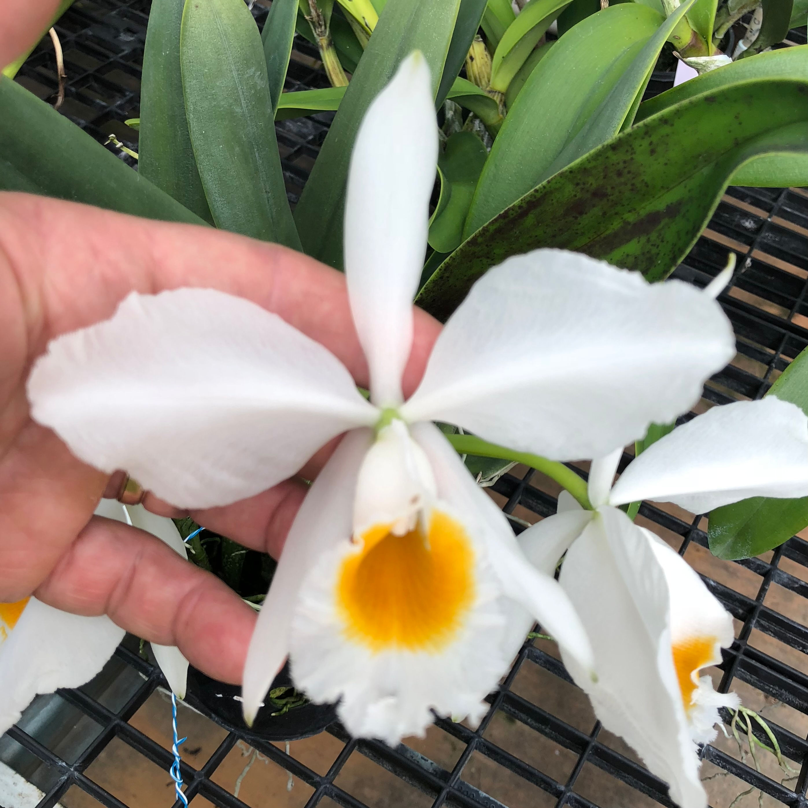 C. eldorado alba 'Valley Isle' x self