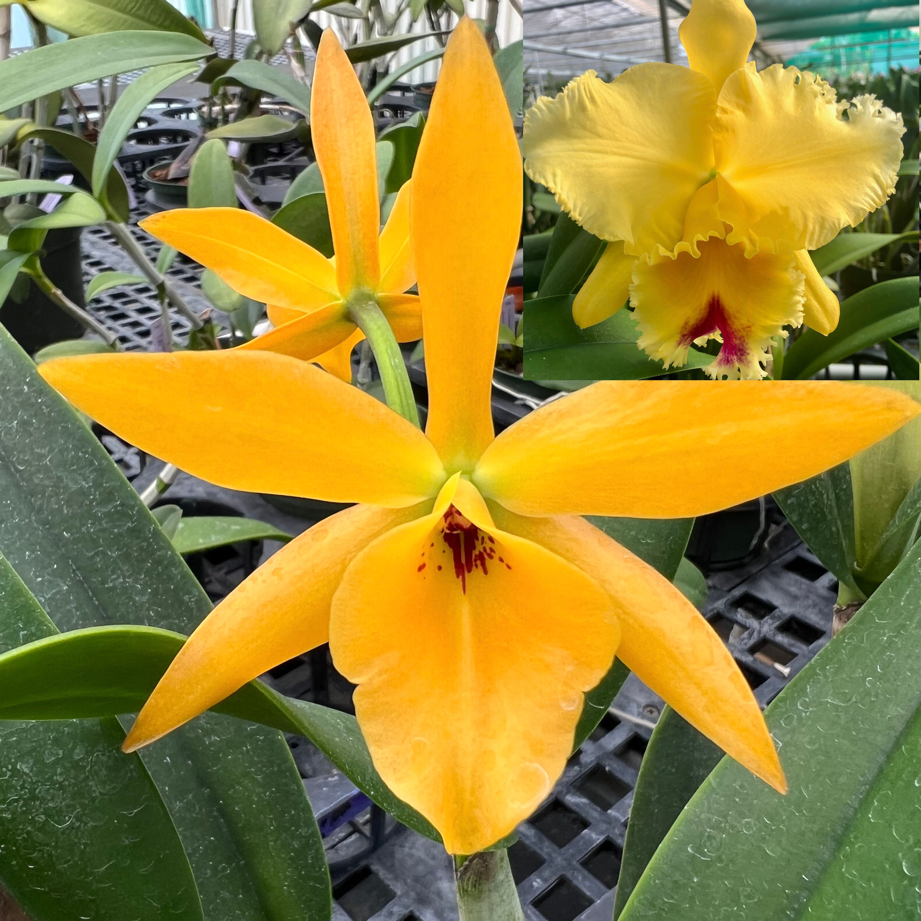 Rlc. Daffodil 'Big Yellow' x Blc.Goldenzelle 'Lemon Chiffon' AM