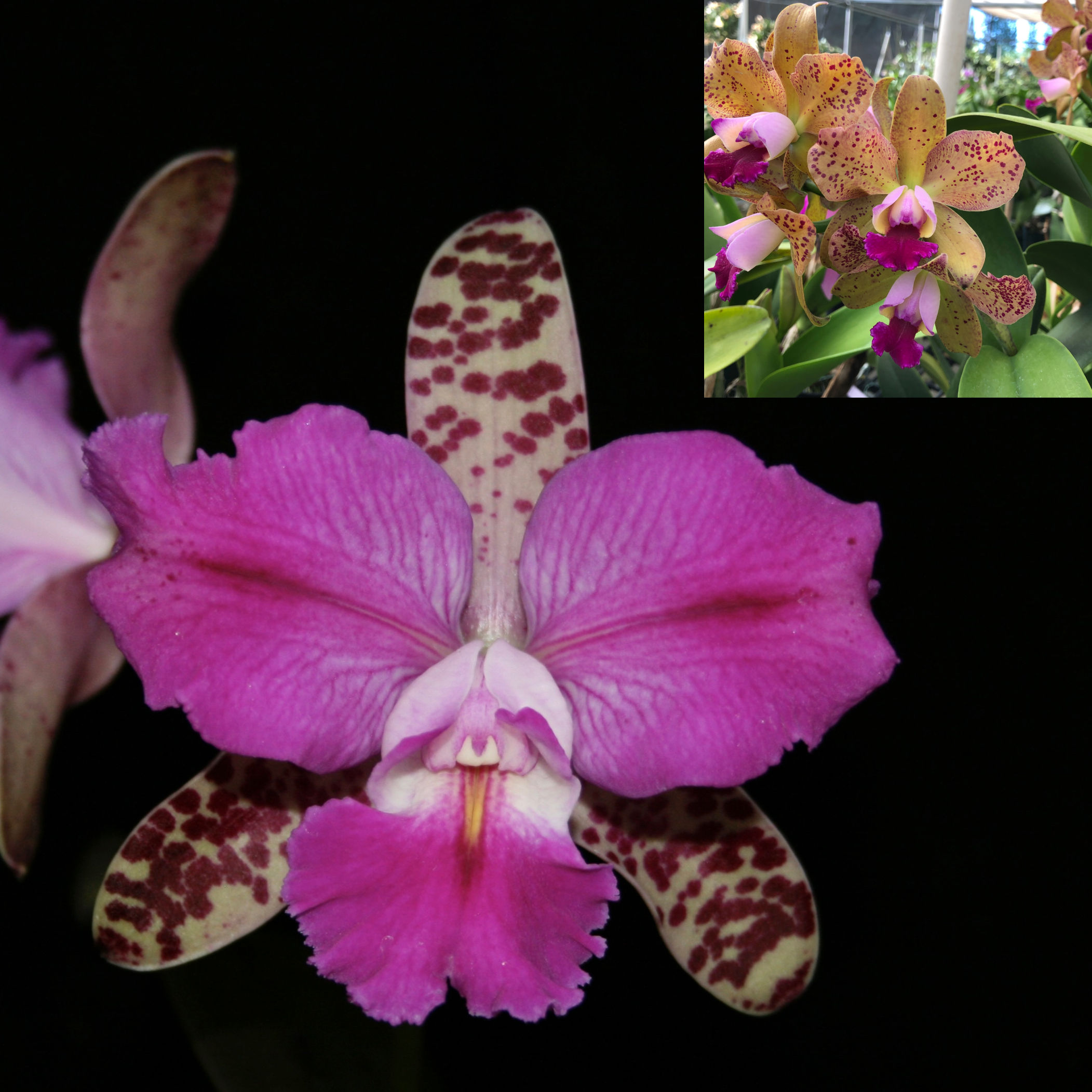 C. Odett's Flare 'Spots' x Rlc. Maui Freckles 'Summer Spots' AM/AOS