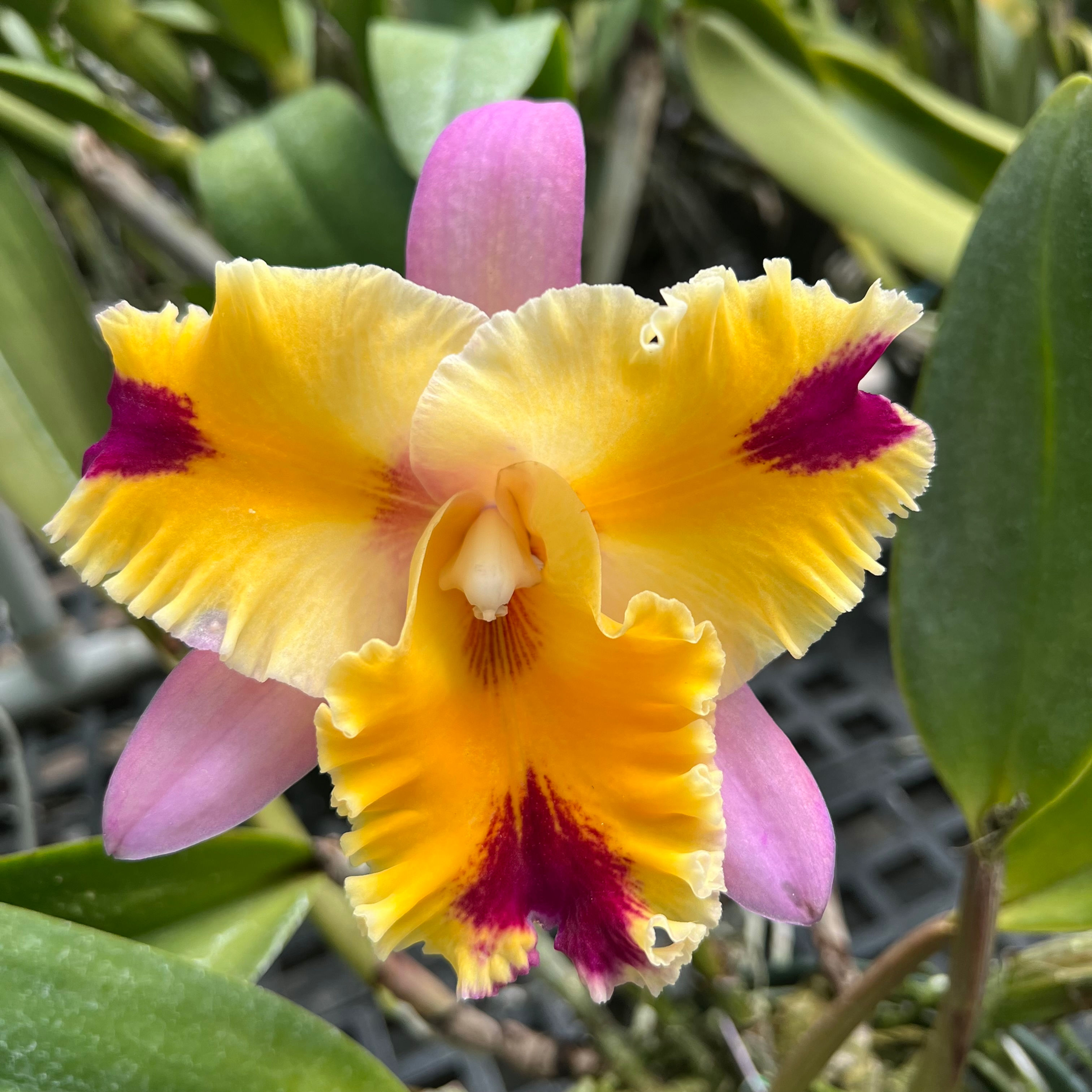 Rlc. Seto Rainbow' Andy Urasaki'