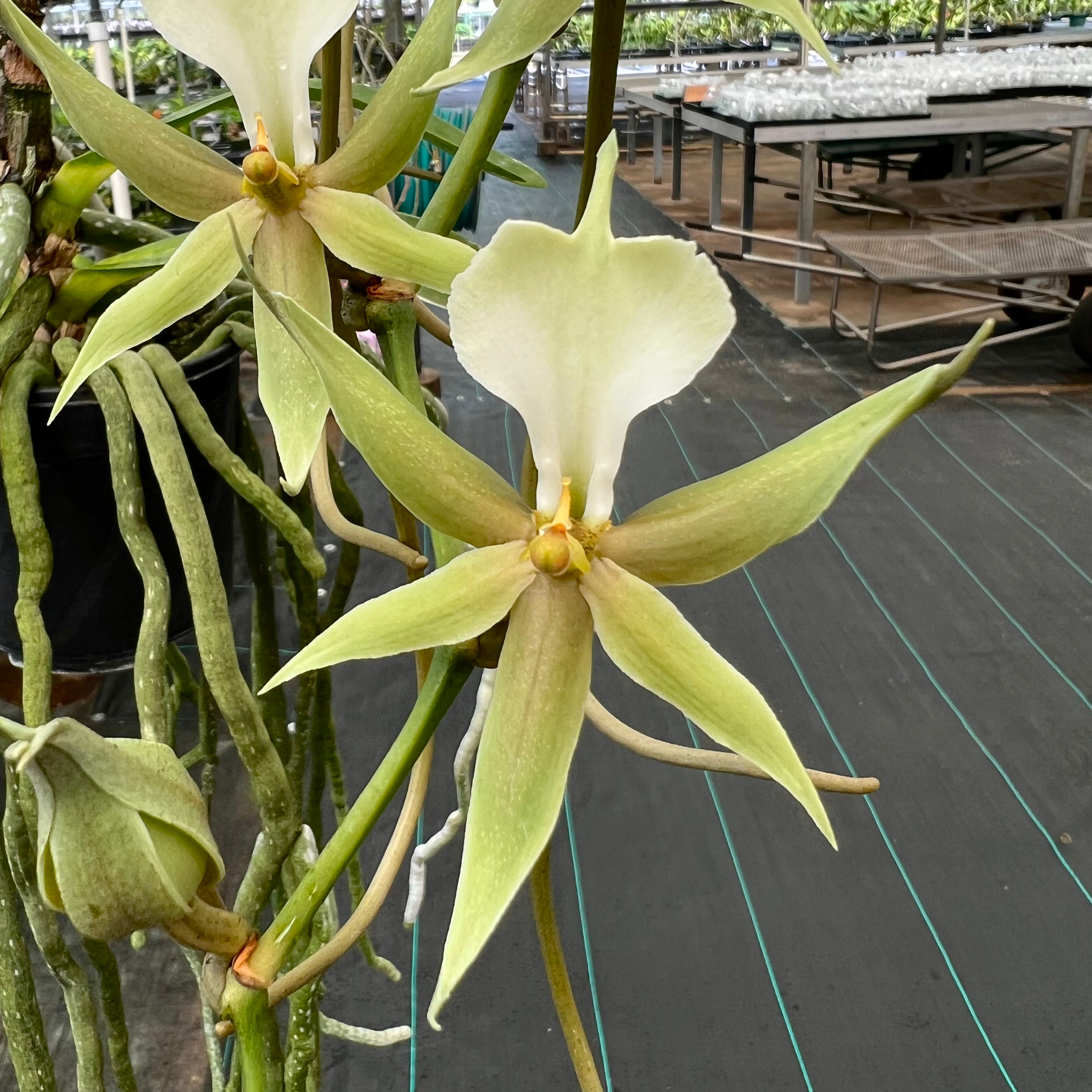 Plectrelminthus candatus