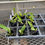 Thumbnail: C. dowiana aurea 'Anoputo' x self