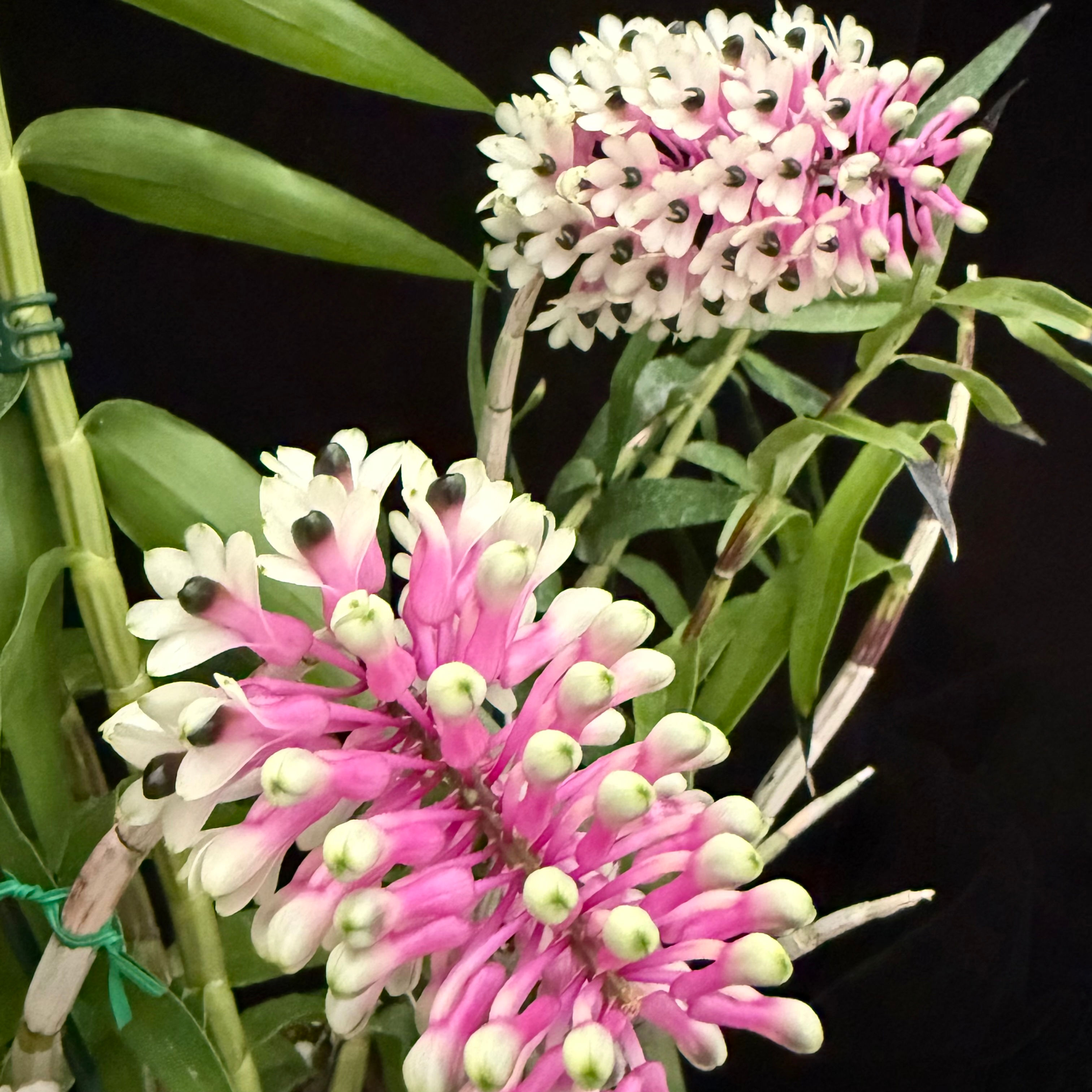 Den. smillae x smillae 'Lea'