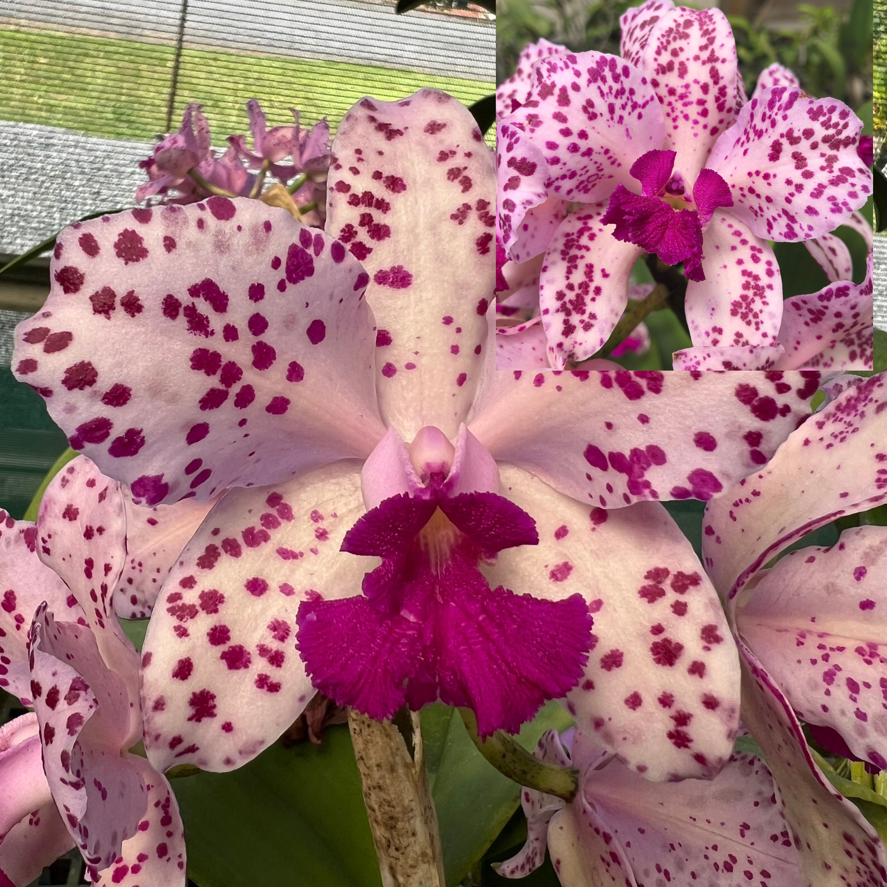 C. amethystoglossa 'Spotted Charm' x C. amethystoglossa 'Exotic Grandeur'