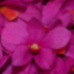 Den. Hibiki 'Pink Passion' AM/AOS